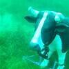 Picture taken during the dive