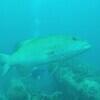 Picture taken during the dive