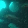 Picture taken during the dive