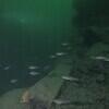 Picture taken during the dive