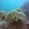 Picture taken during the dive
