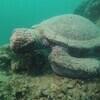 Picture taken during the dive