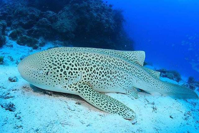 Kunie Scuba Centre - Dive Center in New Caledonia