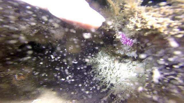 Newhaven Scuba Centre - Dive Center in Royaume-Uni