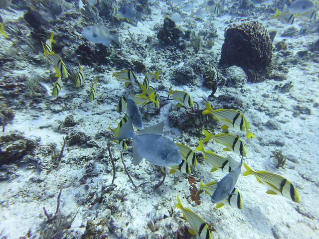 Dressel Divers Club - Dive Center