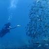 Picture taken during the dive