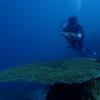 Picture taken during the dive