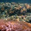Picture taken during the dive