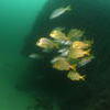 Picture taken during the dive