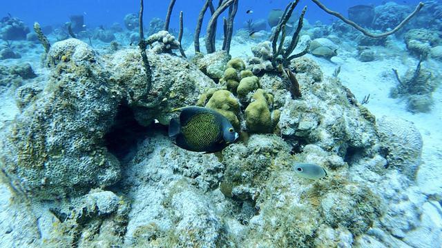 Diving in Îles Caïmans, Grand Cayman - By Staceski