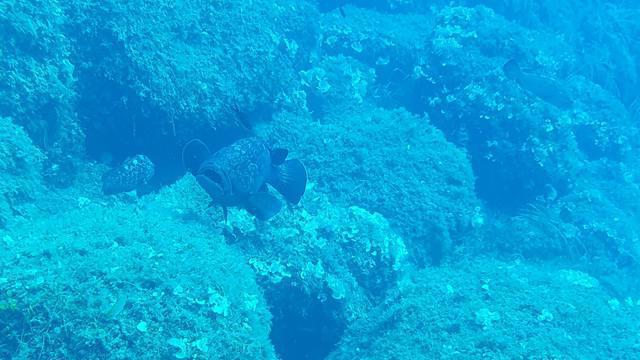 Diving in Italy, Elba - By Giuseppe Calabrese