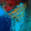 Picture taken during the dive