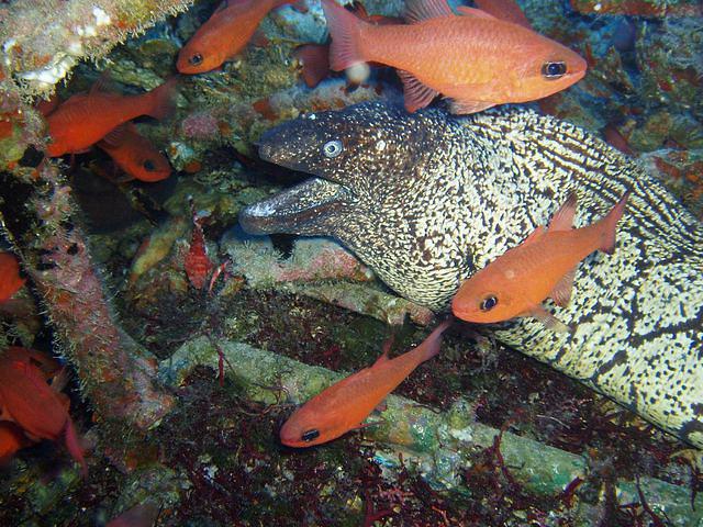 Scuba Sur - Dive Center in Spain