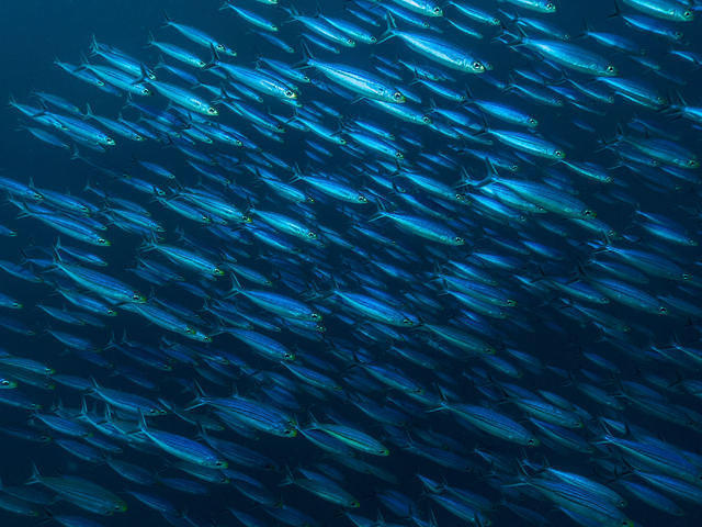 Buddy Beach & Dive Resort - Dive Center in Netherlands