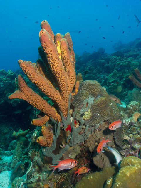 Buddy Beach & Dive Resort - Dive Center in Netherlands