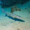 Picture taken during the dive