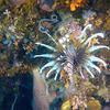 Picture taken during the dive