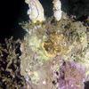 Picture taken during the dive