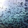 Picture taken during the dive