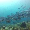 Picture taken during the dive