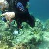 Picture taken during the dive
