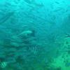 Picture taken during the dive