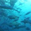 Picture taken during the dive