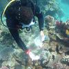 Picture taken during the dive