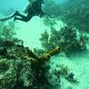 Picture taken during the dive