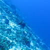 Picture taken during the dive