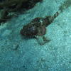 Picture taken during the dive