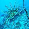 Picture taken during the dive