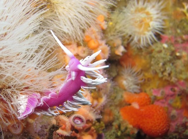 Diving in Auckland, New Zealand - By Malachy McGarrigle