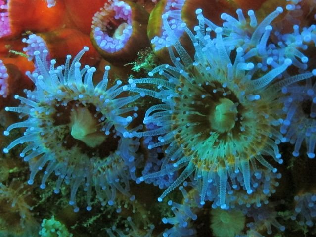 Diving in Ngunguru, New Zealand - By Malachy McGarrigle