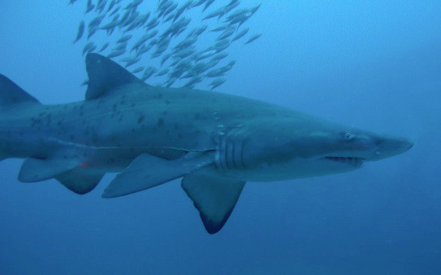 Diving in Australia, Lancelin - By Fbk