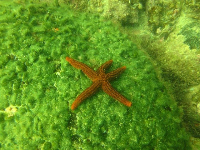 Planeta Mergulho - Dive Center in Brazil